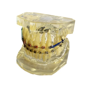 1 бр. стоматологичен кабинет Прозрачен модел на зъбите Стандартна ортодонтическая модел тиранти Typodont